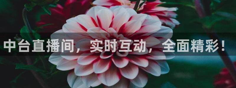 火凤足球直播免费观看：中台直播间，实时互动，全面精彩！