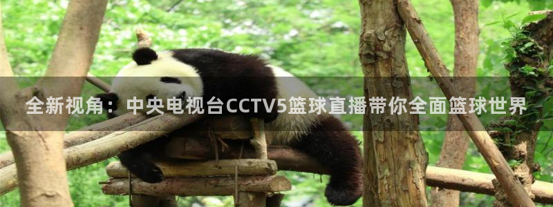 火凤体育直播在线：全新视角：中央电视台CCTV5篮球直播带你全面篮球世界